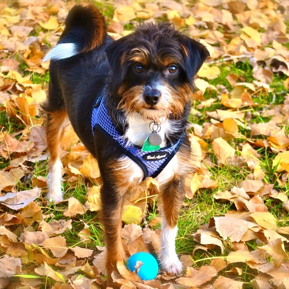 Meet your Posher, Cynthia - Picture 1 of 8